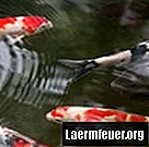 Како гајити рибу у базенима