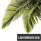 Hogyan kell gondozni az areca pálmát (Dypsis lutescens) beltéren