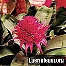 Sådan plejer du lyserøde bromeliaplanter