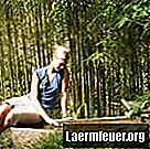 Wie man sich um einen sterbenden Bambus kümmert