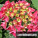 Hvordan ta vare på en hortensia etter at blomstene visner