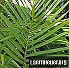 Wie man eine Palme pflegt