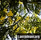 Cara menanam Mimosa hostilis