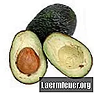 Hvordan man dyrker avocado i en gryde