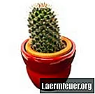 Hoe St. Peter's cactussen binnenshuis te kweken