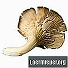 Како узгајати печурке у балама сламе