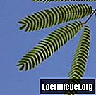 Hoe slapende dieren te laten groeien (Mimosa pudica)