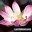 Hvordan dyrke Lotus i et akvarium