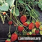 Hoe je heerlijke aardbeien kweekt in hangende potten