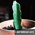 Comment faire pousser du pitaya en pot