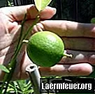 كيف تنمو شجرة الليمون