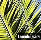 Як виростити пальму саго з розсади