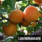 Hvordan dyrke et aprikostre fra frø