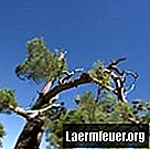 Как вылечить дерево со сломанной веткой