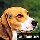 Jak zmniejszyć zapach psów rasy beagle