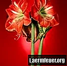 아마릴리스 구근 꽃을 다시 만드는 방법