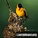Come realizzare un nido per pappagalli