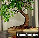 Hvordan få en bonsai til å vokse raskere