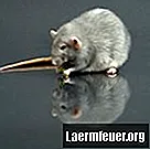 Cum se face o capcană de șoareci adezivă