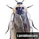 Come sapere se gli scarafaggi si riproducono a casa mia