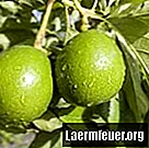 Come sapere se l'avocado darà i suoi frutti