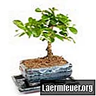 Cura dell'albero del ginseng (ficus ginseng)