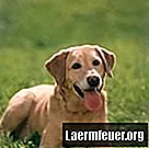 Pflege der Zähne eines Labrador-Welpen