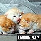 Kure til nyfødte katte med pus i øjnene