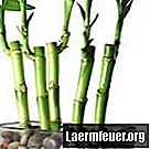 Sfaturi pentru îngrijirea frunzelor galbene pe bambus norocos