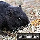 Wskazówki dotyczące naturalnych repelentów na szczury