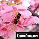 桜のライフサイクル