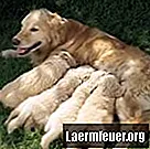 ¿Qué sucede cuando un perro se reproduce con uno de sus hijos?
