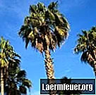 Qu'est-ce qui rend les feuilles de palmier jaunes?
