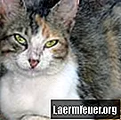 Kaj lahko povzroči dermoidne ciste pri mačkah?
