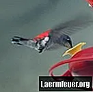 Dlaczego mój karmnik dla kolibrów przecieka?