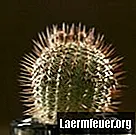 Dlaczego mój kaktus brązowieje?
