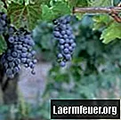 Combien de temps faut-il à une vigne pour produire du raisin?