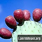 Kan en visnet og rynket kaktus komme tilbage til livet?