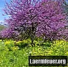 ライラックと紫の花が咲く木