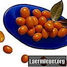 Arbres aux petits fruits orange