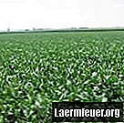 Jak obliczyć nasiona soi na hektar