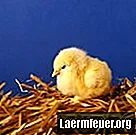 Cómo determinar si un pollito es macho o hembra
