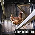 Rett tid for kyllingpinner