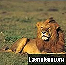 Kā padarīt Lauvu sev pievilcīgāku?