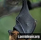 Potravinový řetězec, který obklopuje ovocného netopýra
