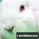 راحة مؤقتة من مشاكل التنفس عند الأرانب
