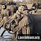 Εσωτερική ανατομία του αφρικανικού ελέφαντα