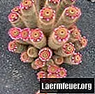Woestijndieren die in cactussen leven