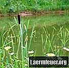 Animaux et plantes qui vivent dans les étangs