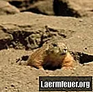 Zvieratá, ktoré vykopávajú jamy, aby mali svoje mláďatá